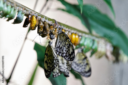 Metamorphose & frisch geschlüpfte Schmetterlinge