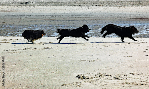 Langeoog Hunde am Strand © Stephanie Albert