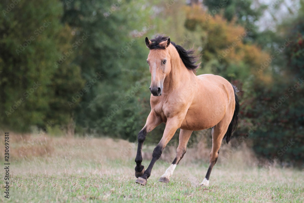Fototapeta premium Deutsches Reitpony