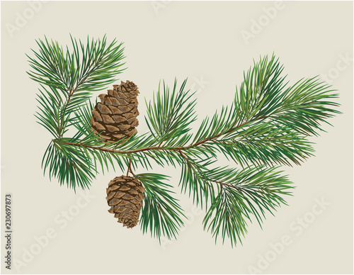 Branch of Christmas tree with pine cones