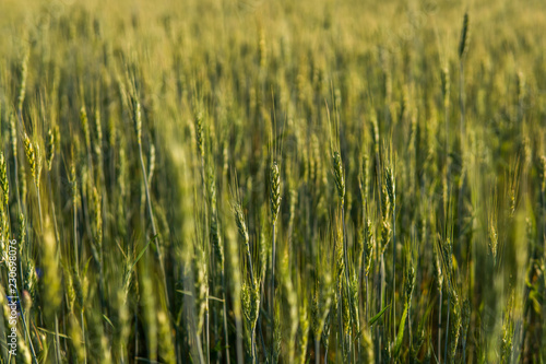 Young green wheat field. Ripening ears wheat. Agriculture. Natural product. Agricaltural landscape. © Volodymyr