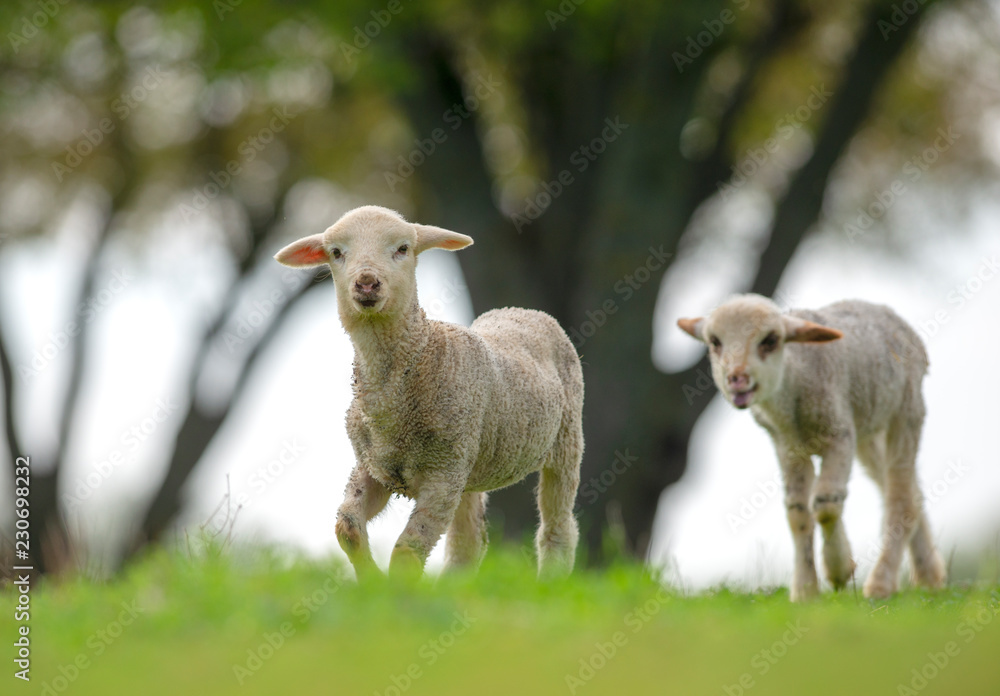 Cute and little lambs on meadow Cute and little lambs on meadow