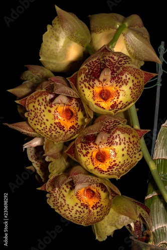 orchid catasetinae photo