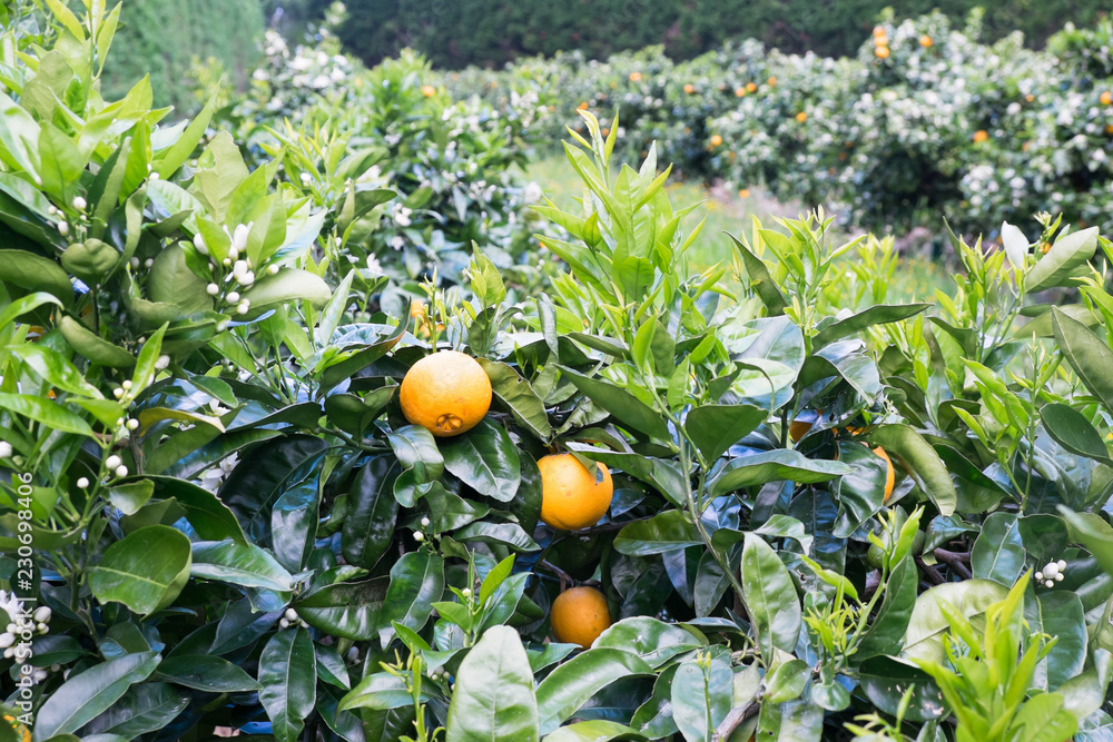 Orange fruit and flower blossoms on citrus trees in orchard in Kerikeri, Northland, New Zealand, NZ