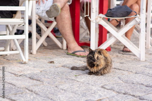 Fototapeta Naklejka Na Ścianę i Meble -  A beautiful wild, stray cat hangs out near people eating at a cafe, hoping for scraps, on the enchanting Greek Island of Hydra.
