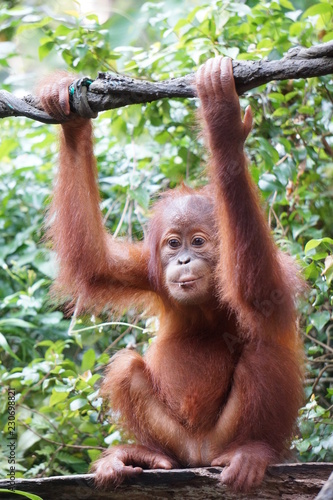 orangutang baby