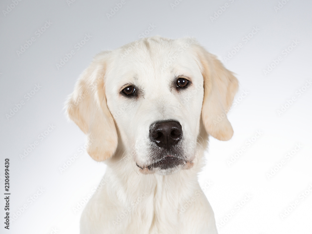 Golden retriever portrait. Image taken in a studio with white background. Golden retriever portrait. Image taken in a studio with white background.