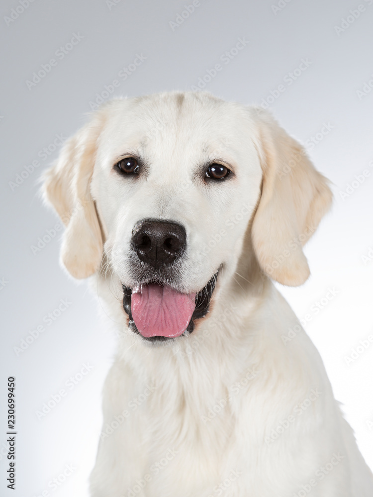 Golden retriever portrait. Image taken in a studio with white background. Golden retriever portrait. Image taken in a studio with white background.