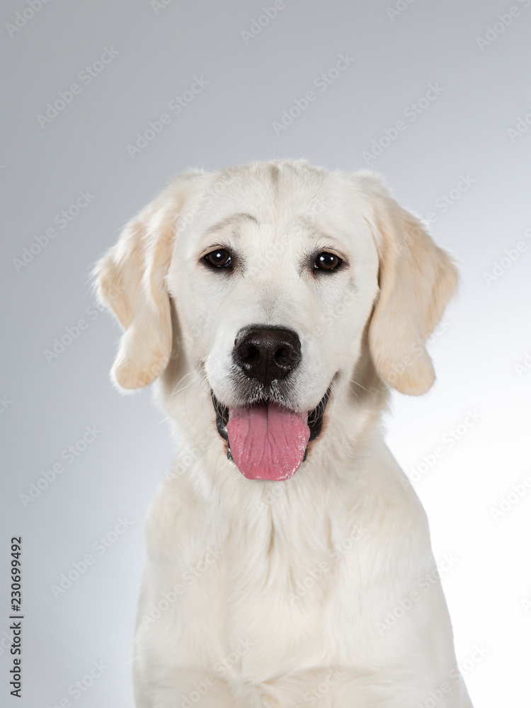 Golden retriever portrait. Image taken in a studio with white background. Golden retriever portrait. Image taken in a studio with white background.