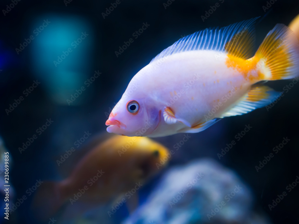 yellow and pink colored tropical goldfish standing inside the aquarium yellow and pink colored tropical goldfish standing inside the aquarium