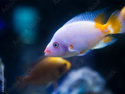yellow and pink colored tropical goldfish standing inside the aquarium © oktay