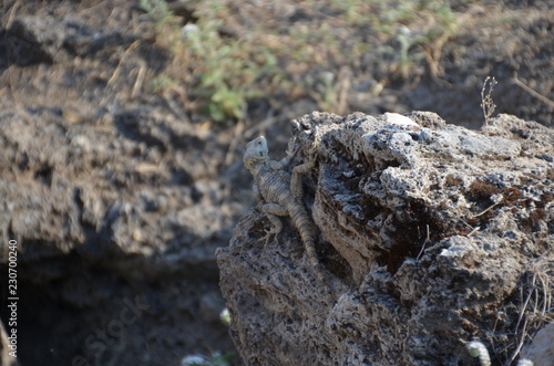 mimicry lizards hiding on stone dry summer grass amphibian