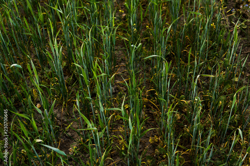 Green sprouting rye agricultural field in spring. Sprouts of rye.