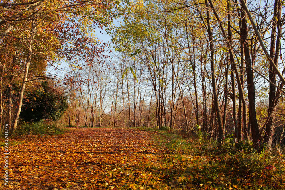 Viale ricoperto di foglie in autunno