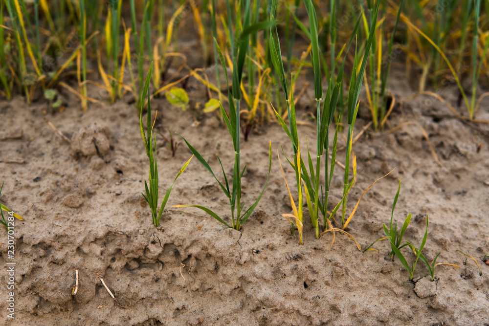 Green sprouting rye growing from the soil agricultural field in spring. Green sprouting rye growing from the soil agricultural field in spring.