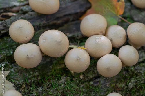 Lycoperdon pyriforme, the Stump Puffball, one of the most gregarious of all fungi in forest preserve