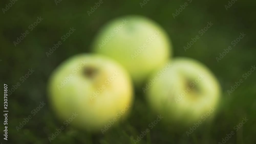 Three Green Apples in the Grass, Shifting out of Focus Three Green Apples in the Grass, Shifting out of Focus