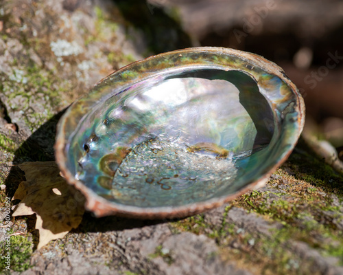 Abalone shell on fibrous tree bark in forest preserve. Smudging ceremony. 