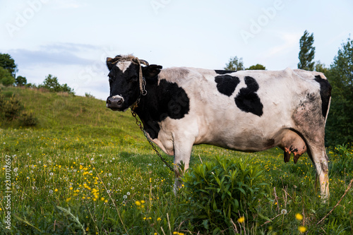 Black and white cow on a summer pasture.