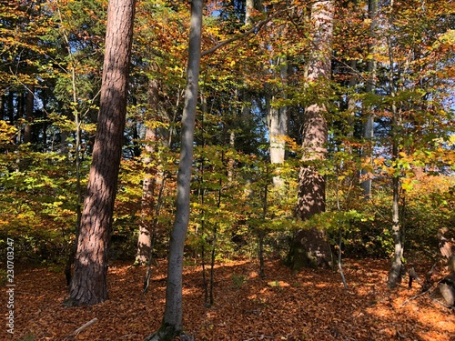 autumn forest trees