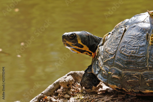 Gelbbauch-Schmuckschildkröte © Revilo Lessen