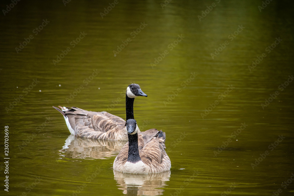 Obraz premium goose in a pond