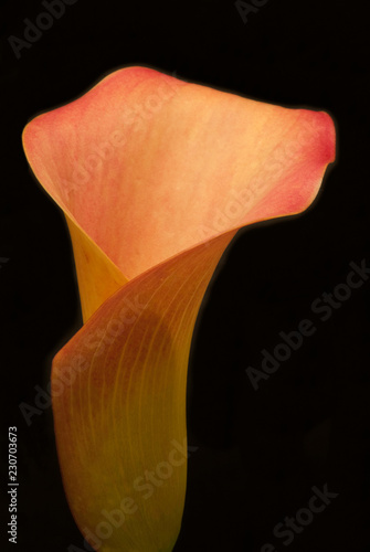 Orangy Calla Lily over Black Background photo