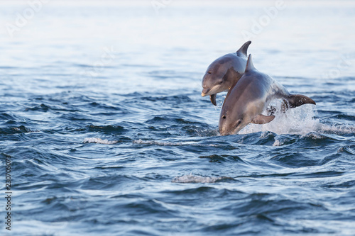 Happy young dolphin