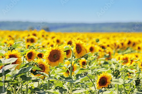 Fototapeta Naklejka Na Ścianę i Meble -   Field of sunflowers