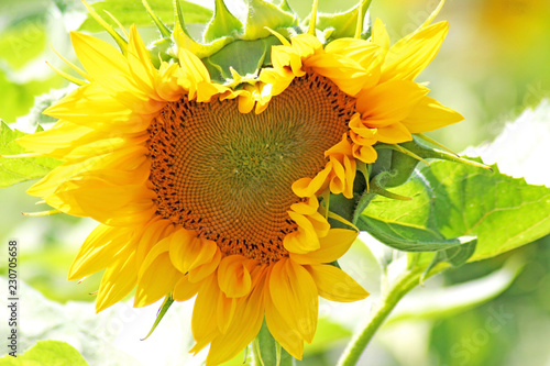 Fototapeta Naklejka Na Ścianę i Meble -  Heart-shape sunflower