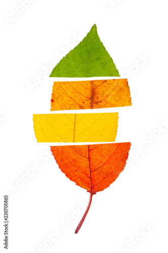 Concept of change seasons. An autumn leaf divided to four colors, isolated on white background