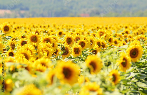 Fototapeta Naklejka Na Ścianę i Meble -  Field of sunflowers