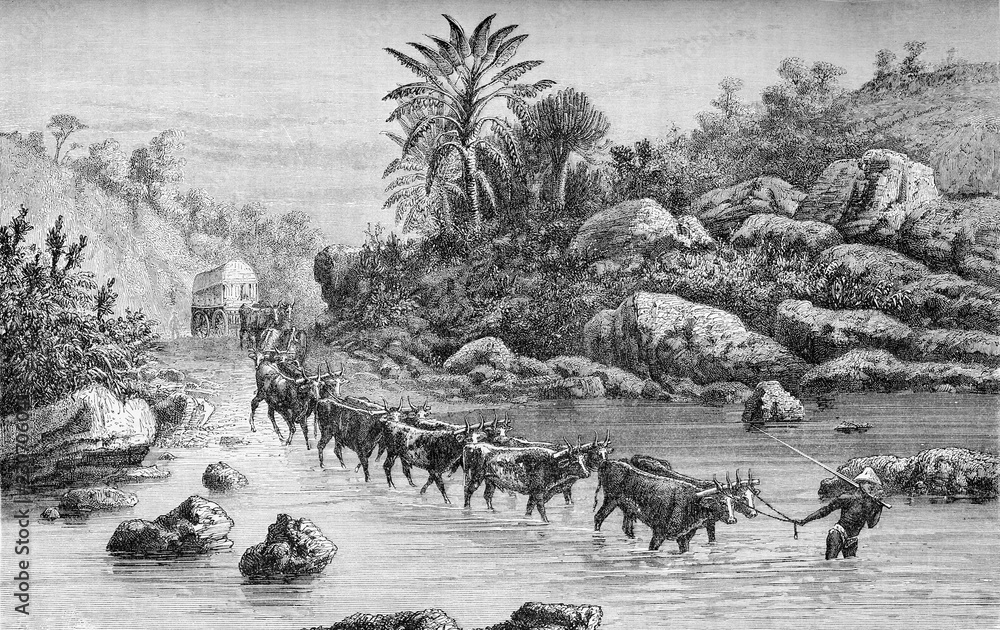 Travel through Kafirland, Eastern Cape, South Africa ,crossing rivers with wagon and buffalos in subtropical clima