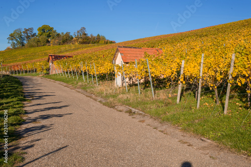Weinberge im Herbst mit Wanderweg und Wengerthütte photo