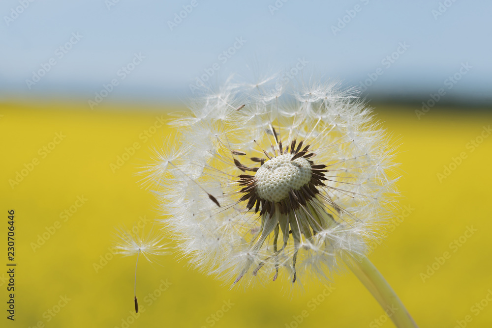 Obraz premium Dandelion z ziarnami w jasnożółtym polu rzepaku