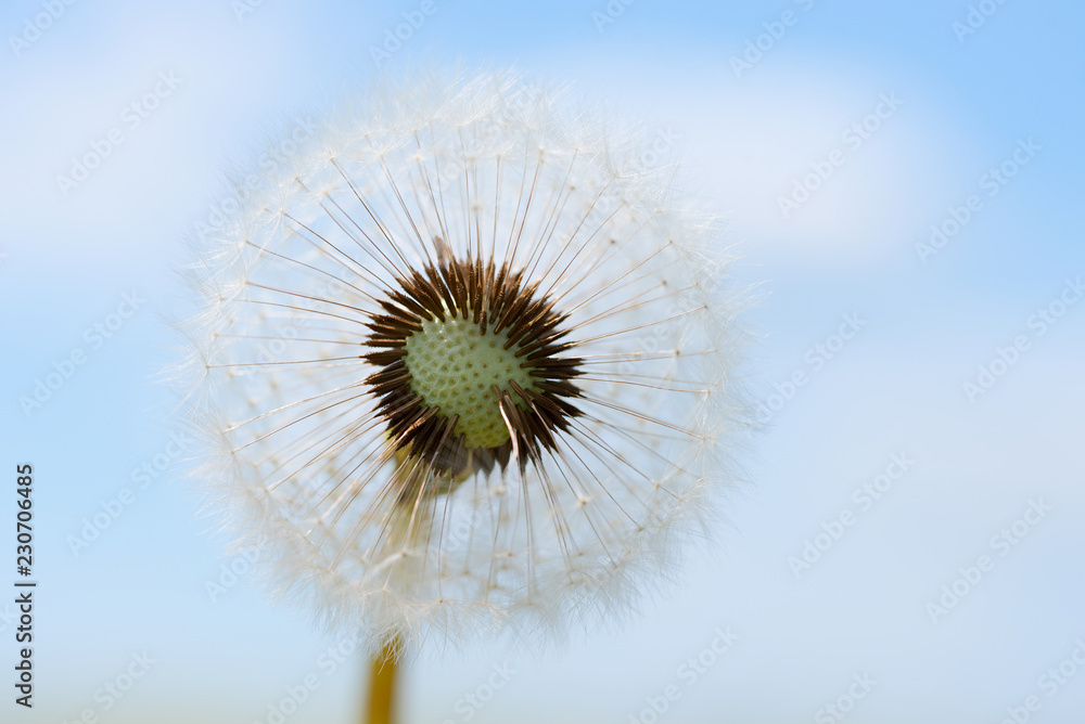 Pusteblume und hellblauer Himmel, Querschnitt