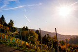 Weinberge im Herbst - Panorama Aussicht 