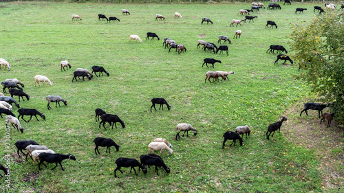 flock sheep and goats graze in the field