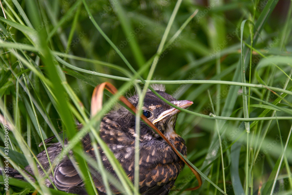 Obraz premium Baby Robin