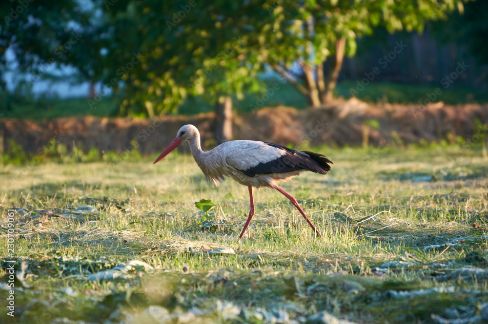 Obraz premium The white stork is looking for food in the meadow after haymaking. Bird watching in the countryside in summer.