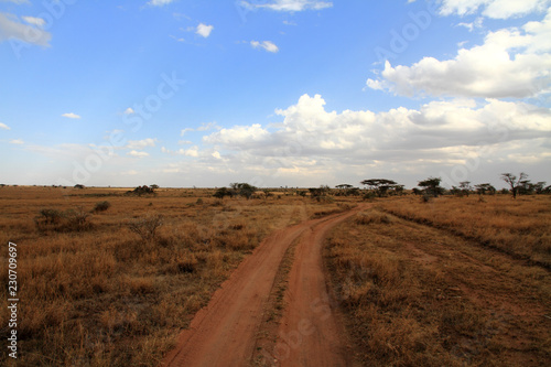 Dirt Track Road in Serengeti