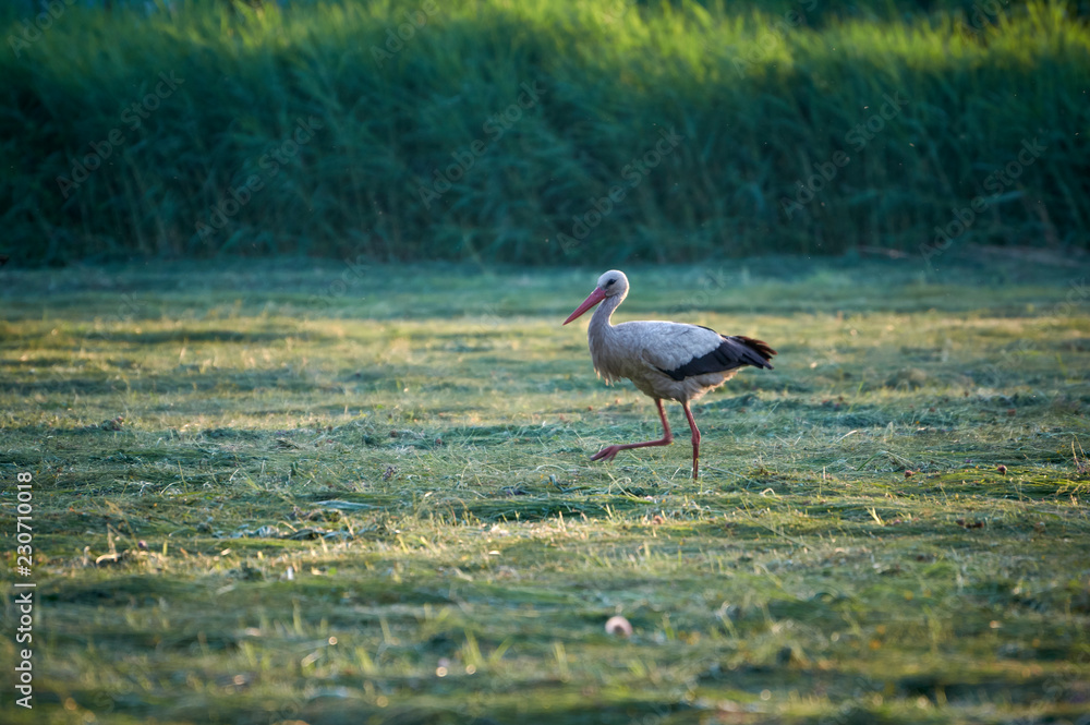 Obraz premium The white stork is looking for food in the meadow after haymaking. Bird watching in the countryside in summer.
