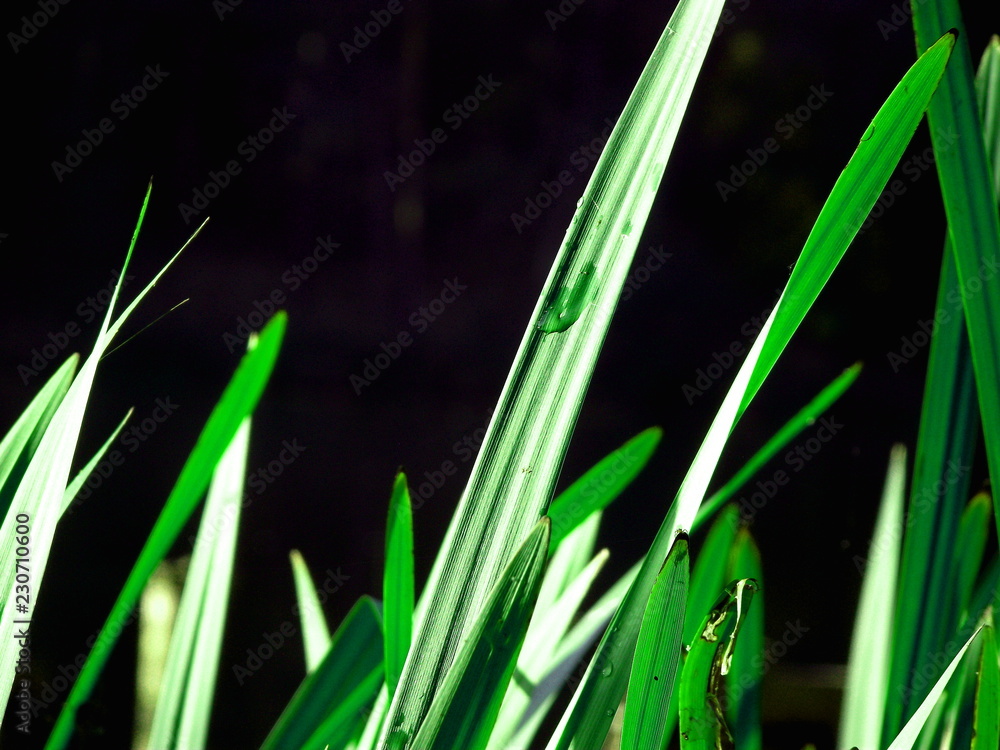 Obraz premium Kropla wody