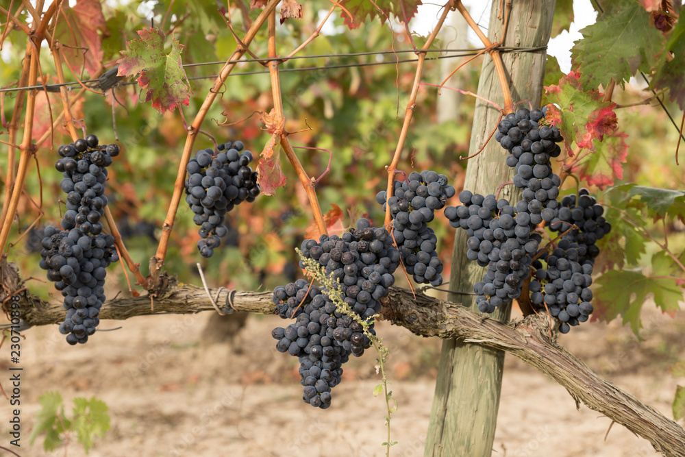Clusters of grapes in a vineyard in autumn