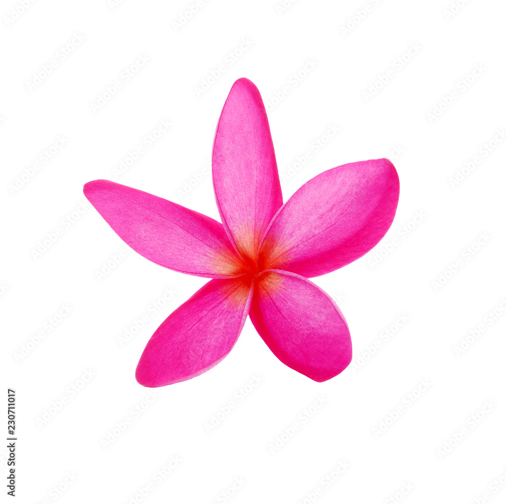 Pink Frangipani flower isolated on white background