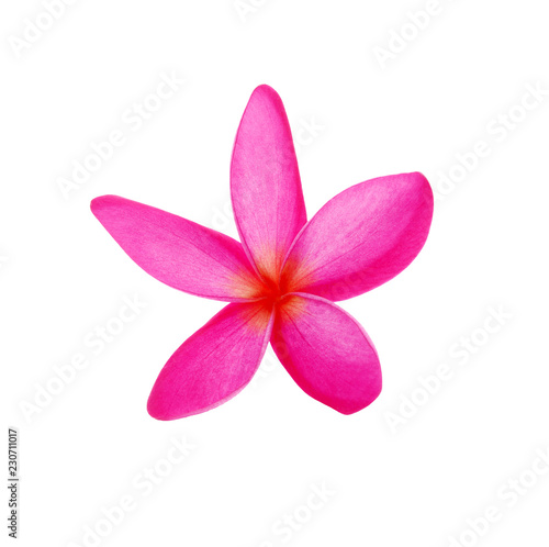 Pink Frangipani flower isolated on white background