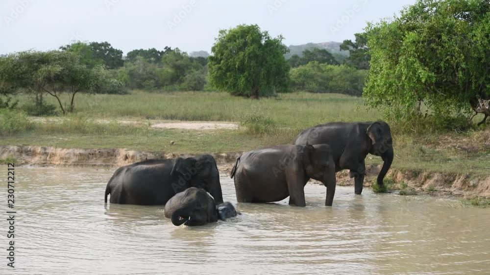 Elephants family swimming and drinking water in the pond after hot day Elephants family swimming and drinking water in the pond after hot day