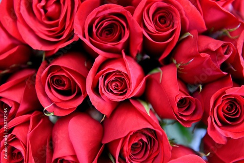 Fresh picked red roses with focus on the center rose in Colombia  South America. 