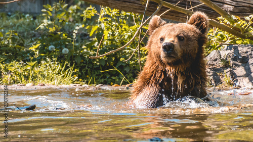 Beautiful brown bear playing in water © Martin Erdniss