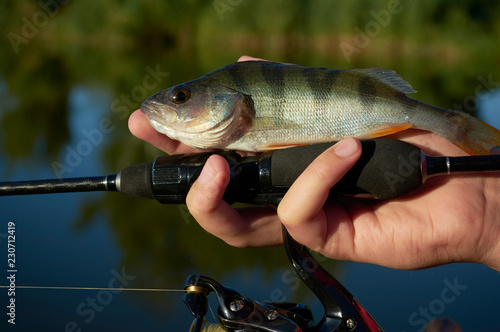 Lake in a meadow. The fisherman is holding a fish. Fishing rod wheel closeup. Spinning reel. The concept of outdoor activities. Tackles for pike, perch, zander.